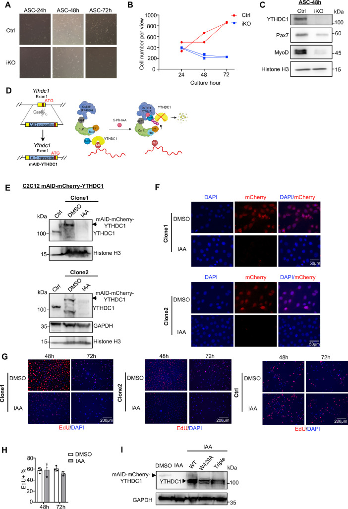 Figure 3—figure supplement 1.