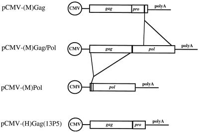 FIG. 1