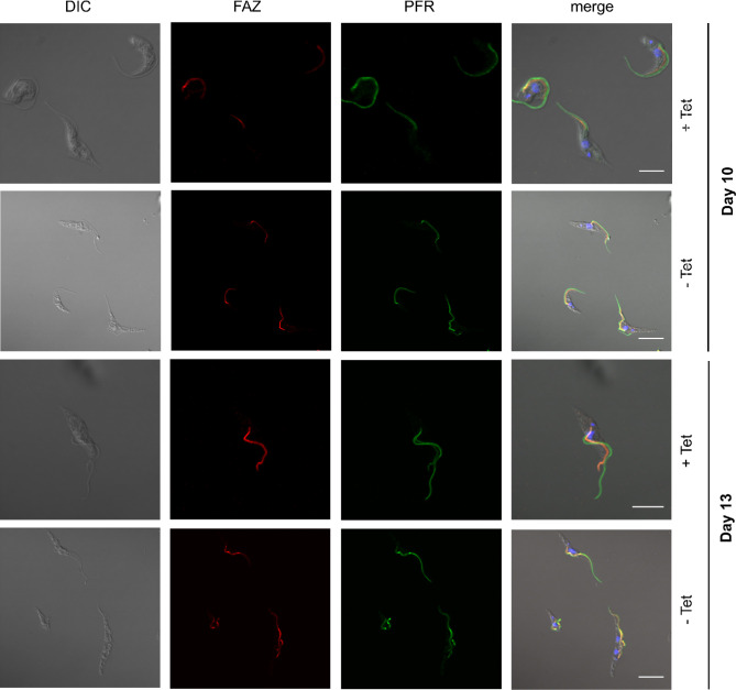 Figure 6—figure supplement 3.