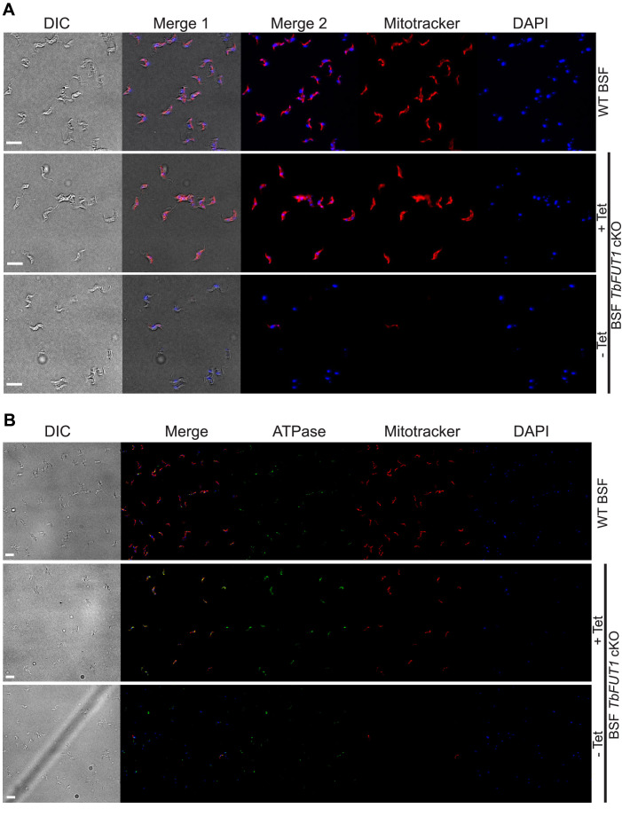 Figure 9—figure supplement 1.