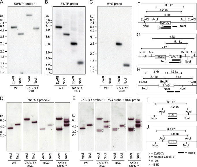 Figure 5—figure supplement 1.