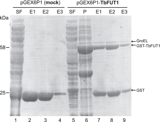 Figure 2—figure supplement 1.