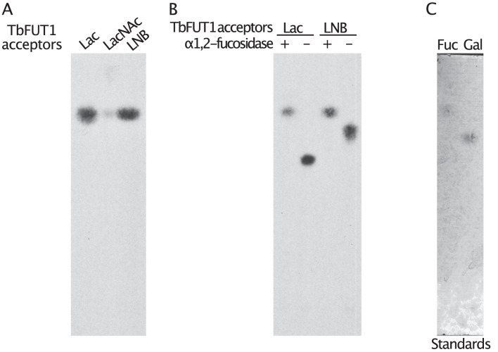 Figure 3—figure supplement 1.