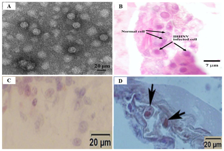 Figure 11