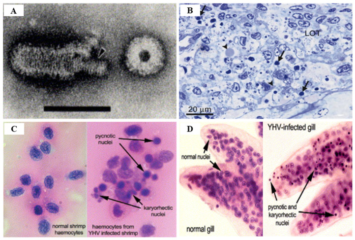 Figure 17