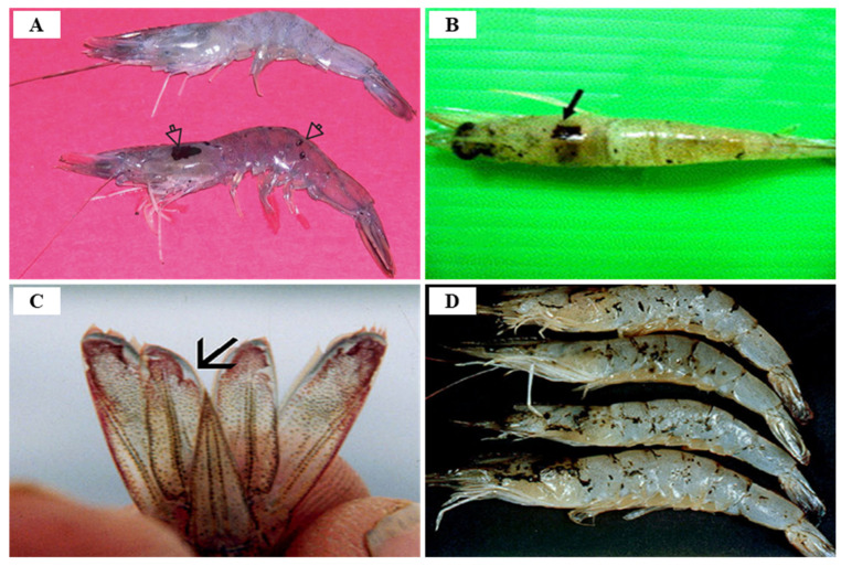 Figure 19