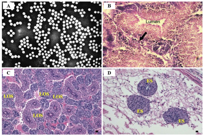 Figure 20