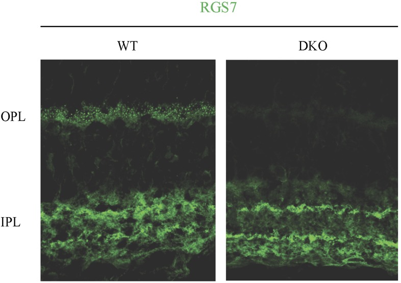 Figure 4—figure supplement 1.