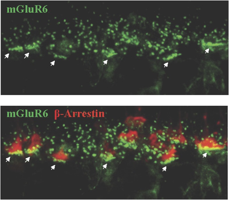 Figure 2—figure supplement 1.