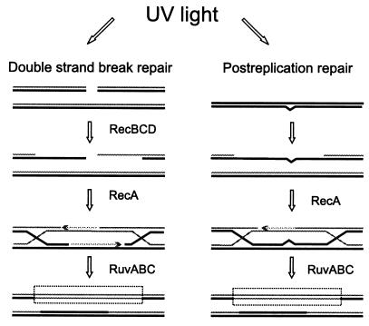 FIG. 7