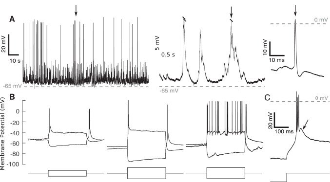 Fig. 5.