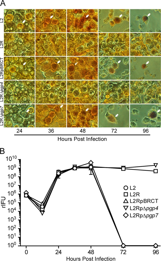 FIG 2 