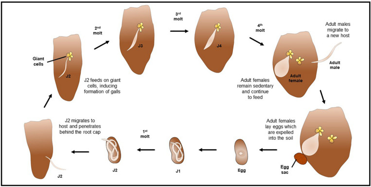 FIGURE 3