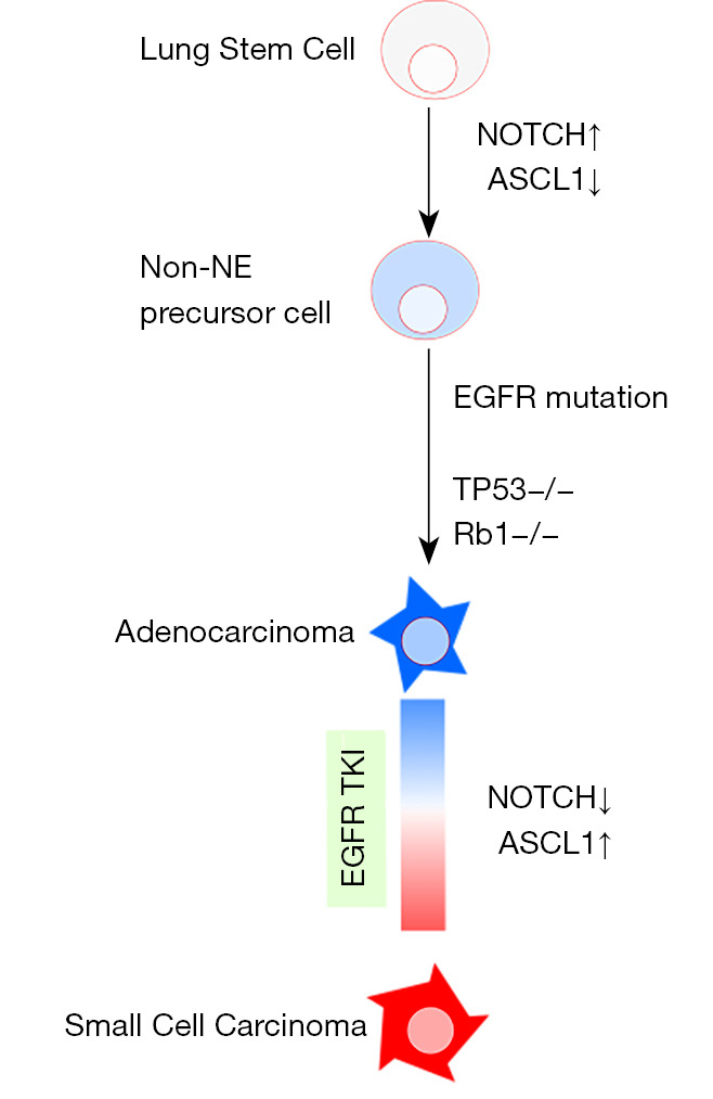 graphic file with name tlcr-11-11-2358-fig1.jpg