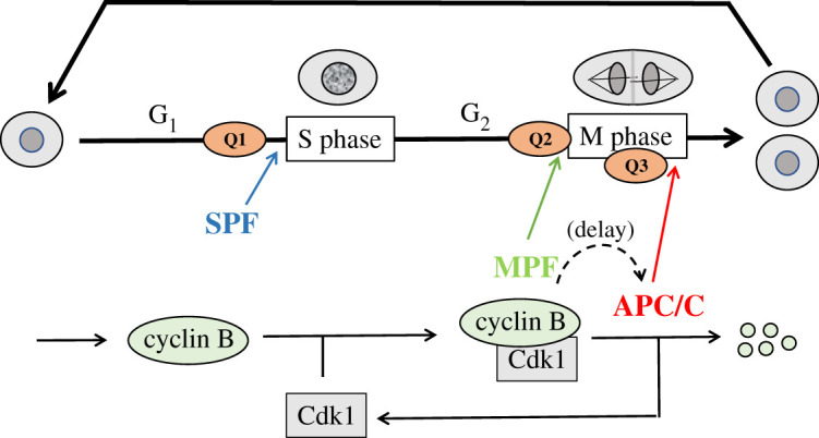 Figure 1. 