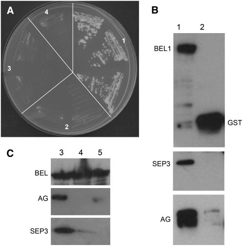 Figure 3.