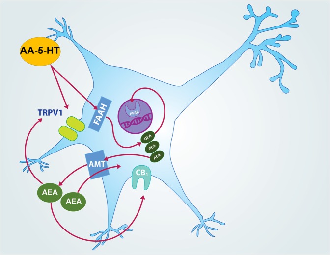 FIGURE 13