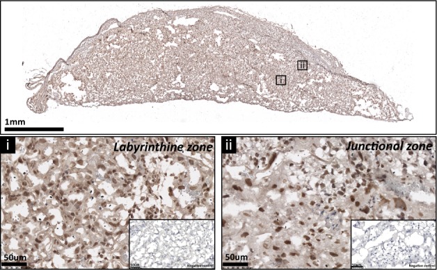 Figure 1—figure supplement 1.