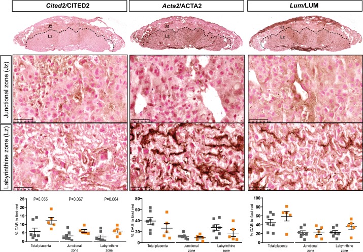 Figure 7—figure supplement 1.