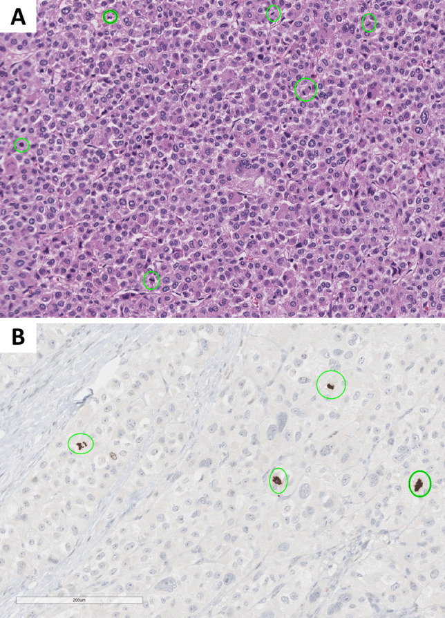 Fig. 24