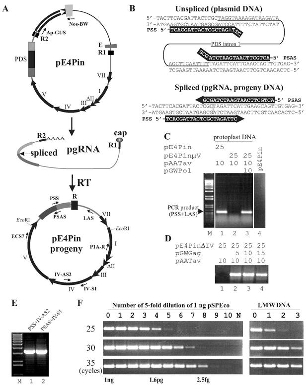 FIG. 1.