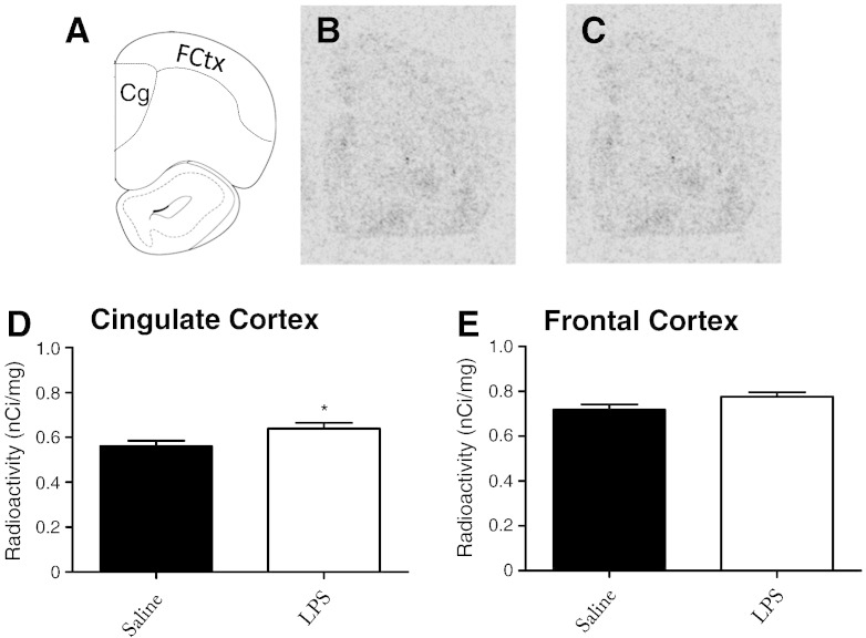 Fig. 6