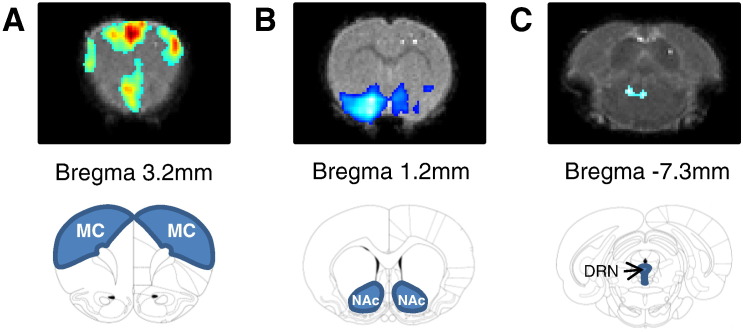 Fig. 1