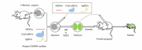 In vitro prepared Cas9 mRNA, sgRNA, and targeting template are microinjected into zygotes from super-ovulated females. The CRISPR/Cas9 system changes targeted DNA in embryos by HR or NHEJ. Developed embryos derived from injected zygotes are implanted into pseudo-pregnant mice to produce a mutant F0 generation.