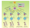 DKO-AG-haESCs are derived from androgenetic haploid ESCs (AG-haESCs), in which differentially methylated regions (DMRs) of H19 and Gtl2 are deleted. DKO-AG-haESCs with multiple-gene modifications, including constitutive expression of Cas9 and sgRNA library, transient expression of Cas9 and sgRNA library, or multiple-gene knockout or knockin, generate semi-cloned mice with multiple-gene modifications for genetic screening using intracytoplasmic AG-haESC injection (ICAHCI) technology.
