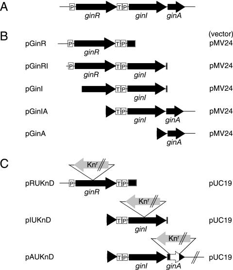 FIG. 2.