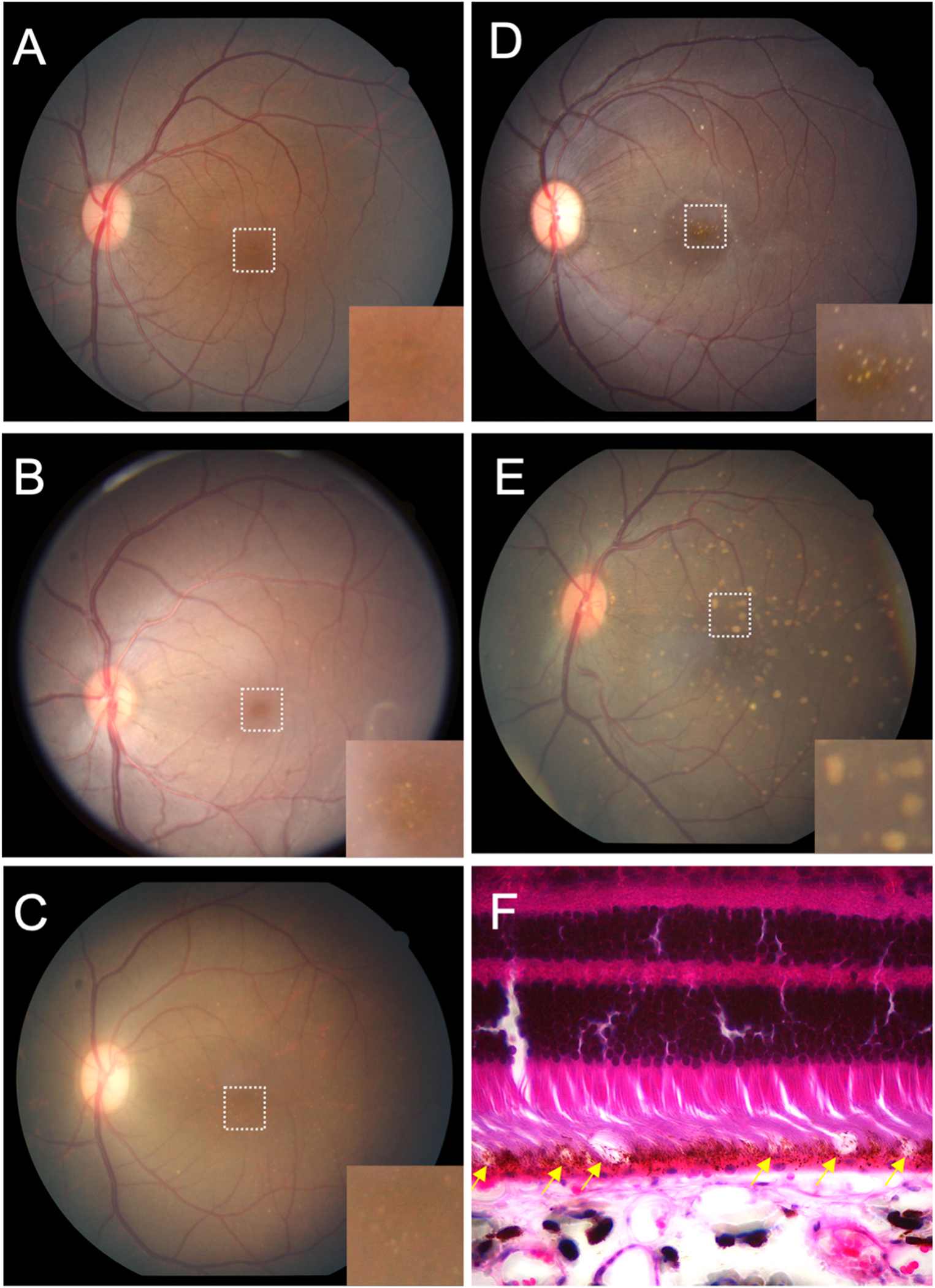 Fig. 3.