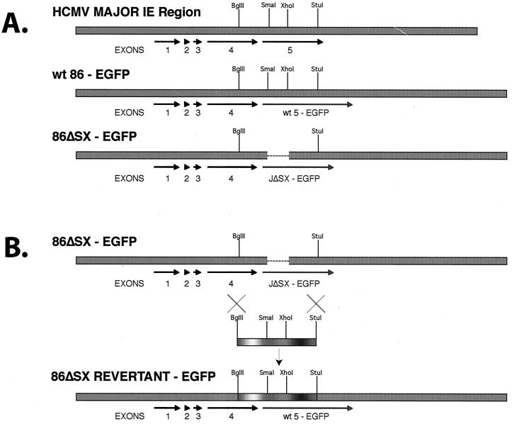 FIG. 1.