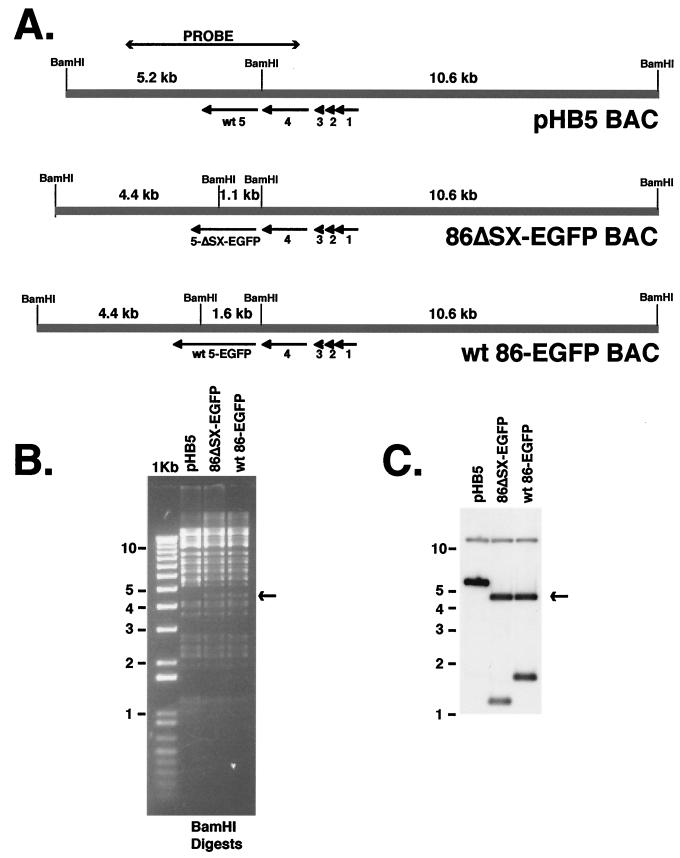 FIG. 2.