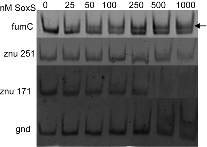 Fig 5