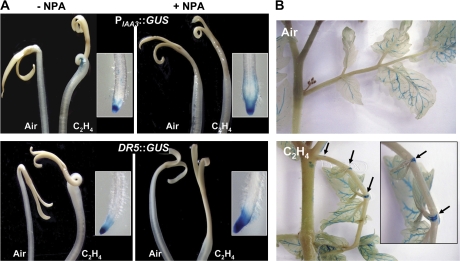 Fig. 8.