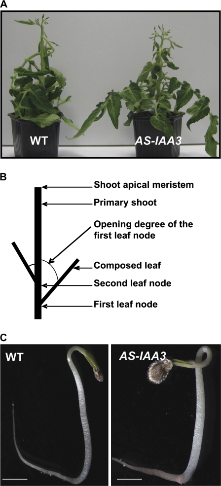 Fig. 6.