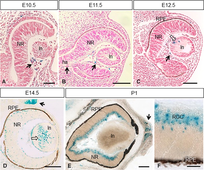 Fig 8