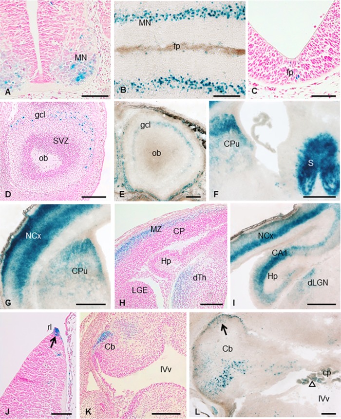 Fig 6