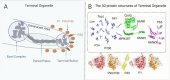 Diagram illustrating the terminal organelle of Mycoplasma pneumoniae. Panel A shows its components, including the bowl complex, paired plates, terminal button, and proteins P1, P90/P40, and P30. Panel B presents the 3D protein structures: Lon, TopJ, P41, CpsG, HMW1, HMW2, HMW3, P65, and others, displayed in blue, green, and purple, with P90/P40, P30, and P1 highlighted below.
