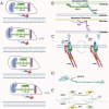 “A scientific illustration with five panels labeled A to E. - Panel A: Shows the mechanism involving P30 and P1 proteins interacting with a membrane during various stages. - Panel B: Depicts interactions of Mycoplasma mobile and Mycoplasma pneumoniae with epithelial membranes. - Panel C: Illustrates actin and talin interaction with extracellular matrix (ECM) components across a membrane. - Panel D: Shows a structure labeled MPN378 with a directional arrow. - Panel E: Describes a process with high molecular weight (HMW) proteins interacting with ADP, ATP, and Prkc, Prpc enzymes. Each panel provides insight into cellular and molecular interactions.”