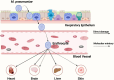 Diagram showing the impact of Mycoplasma pneumoniae on the respiratory epithelium and bloodstream. The bacteria damage the epithelium and enter erythrocytes, indicating direct damage and molecular mimicry. Effects spread to the heart, brain, liver, and skin, highlighting systemic impact.