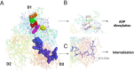 Molecular structure illustration showing domains D1, D2, and D3, with highlighted segments. Section A depicts a complex structure with colored markers indicating specific sites. Panel B focuses on ADP ribosylation, detailing amino acids R14, D12, R1, S107, and H36. Panel C highlights a segment crucial for internalization, specifying amino acids Y571 to F591. Arrows denote the function of these regions.