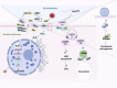 Diagram illustrating the interaction between Mycoplasma pneumoniae and bronchial epithelium. Shows processes like glycerol metabolism, CARDS toxin release, and effects like cell death, ADP ribosylation, and vacuolation. Key molecules like GIPK, GIPQ, GIPU, GIPD, hydrogen peroxide, ATP, and various proteins are labeled, indicating biochemical pathways and cellular impacts such as cytoskeletal rearrangement and cell death through AIF and PARP1.