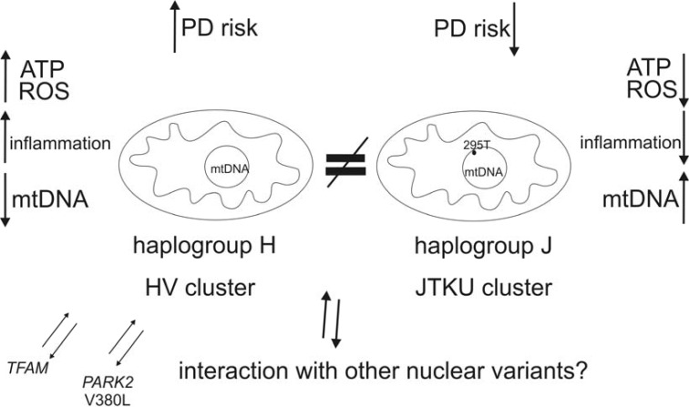 Fig. (1)