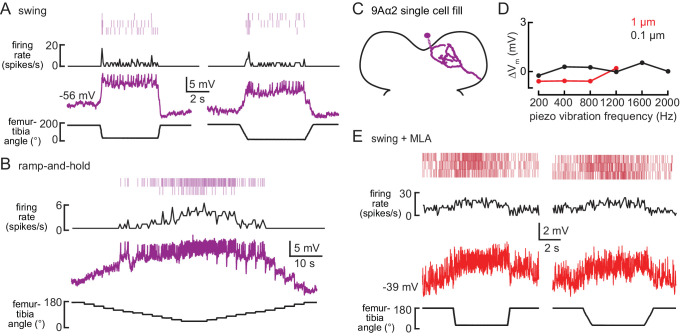 Figure 5—figure supplement 1.