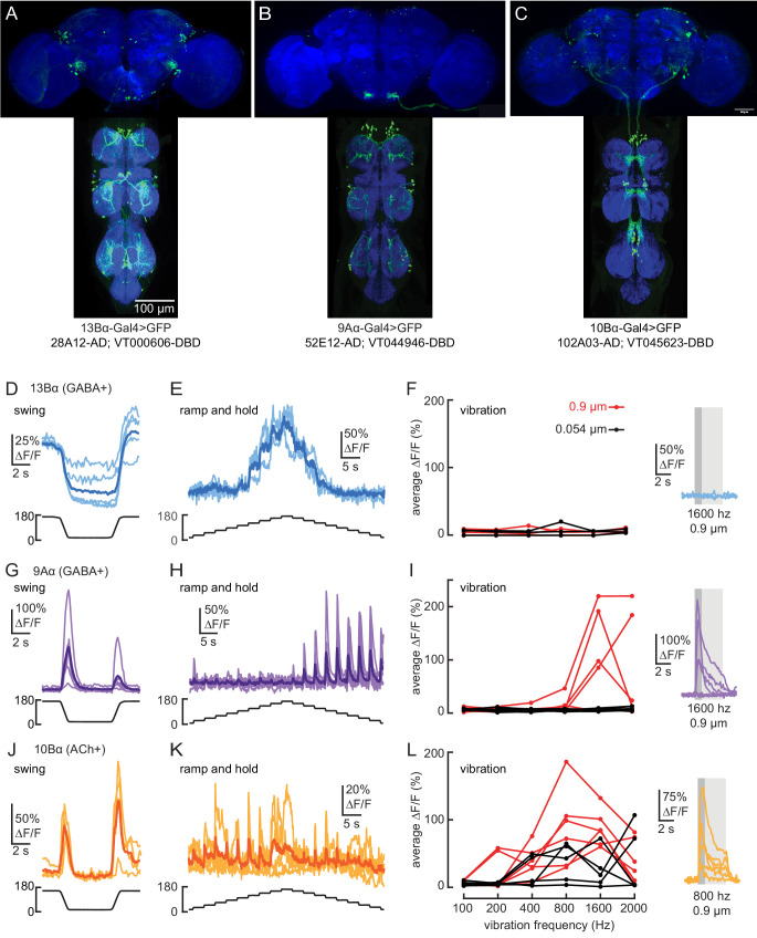 Figure 1—figure supplement 1.