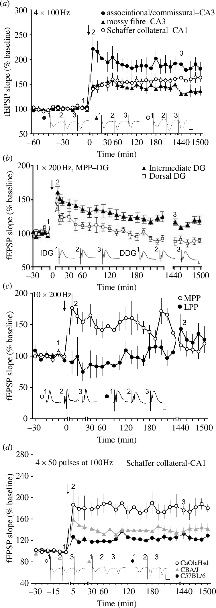 LTP profiles in the cornu ammonis (CA) and dentate gyrus (DG) subfields of the hippocampus of freely behaving young adult rats and mice