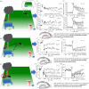 In this concept, a rat is introduced to a completely novel spatial environment where high-contrast items (tree, park bench and letterbox) can be perceived from their initial positions without the need for visual acuity