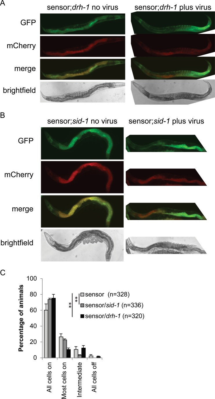 FIG 6