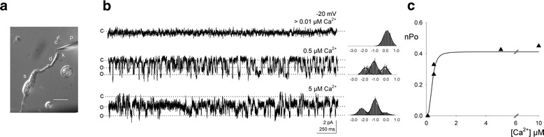 Fig. 1